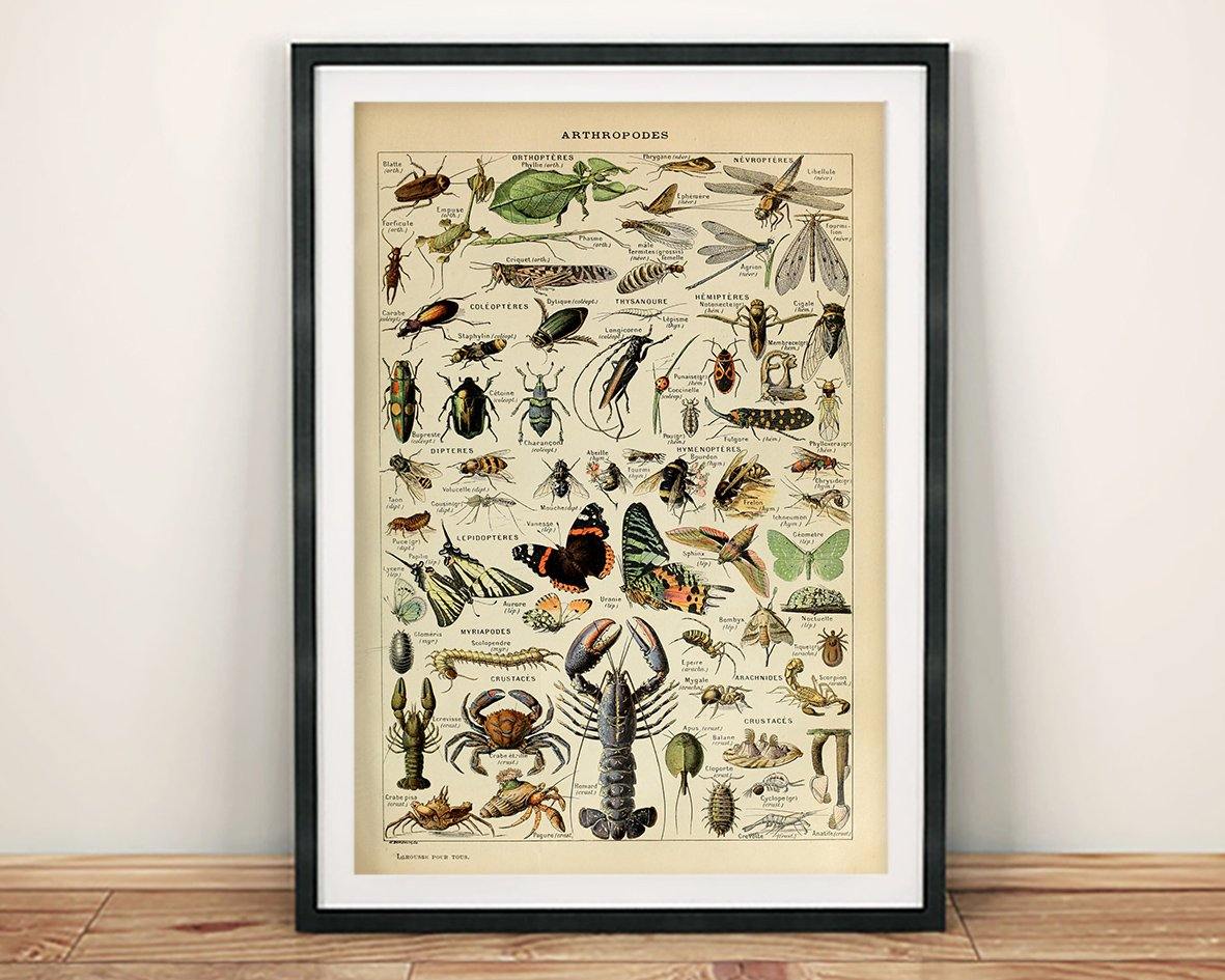 VINTAGE ARTHROPODS POSTER: French Insects Art Print - Pimlico Prints