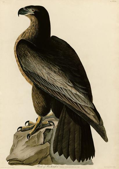 BLACK EAGLE PRINT: Vintage Audubon Bird of Washington Art - Pimlico Prints