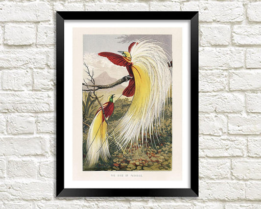 BIRD OF PARADISE PRINT: Benjamin Fawcett Vintage Bird Art - Pimlico Prints