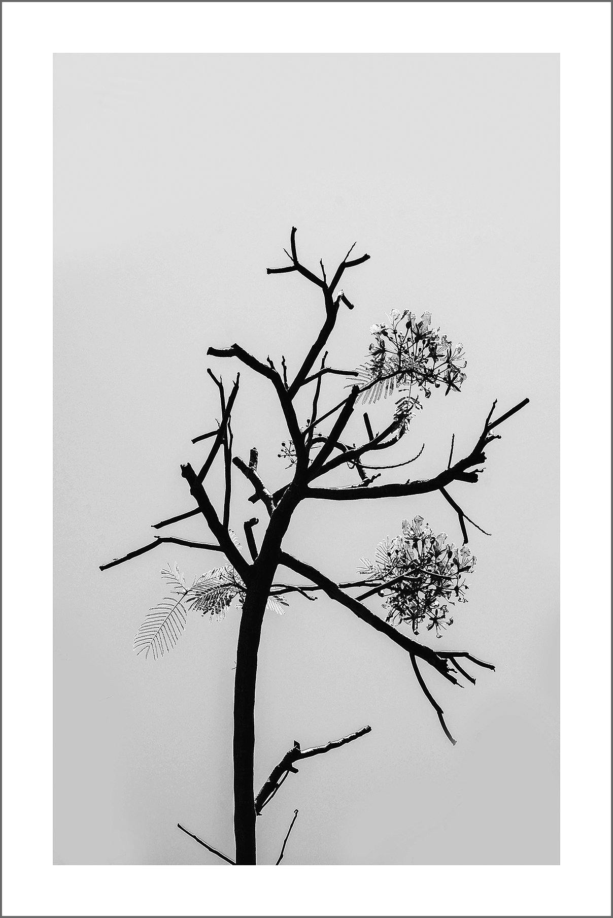 TREE BLOSSOM PRINT: Minimalist Black and White Nature Art - Pimlico Prints