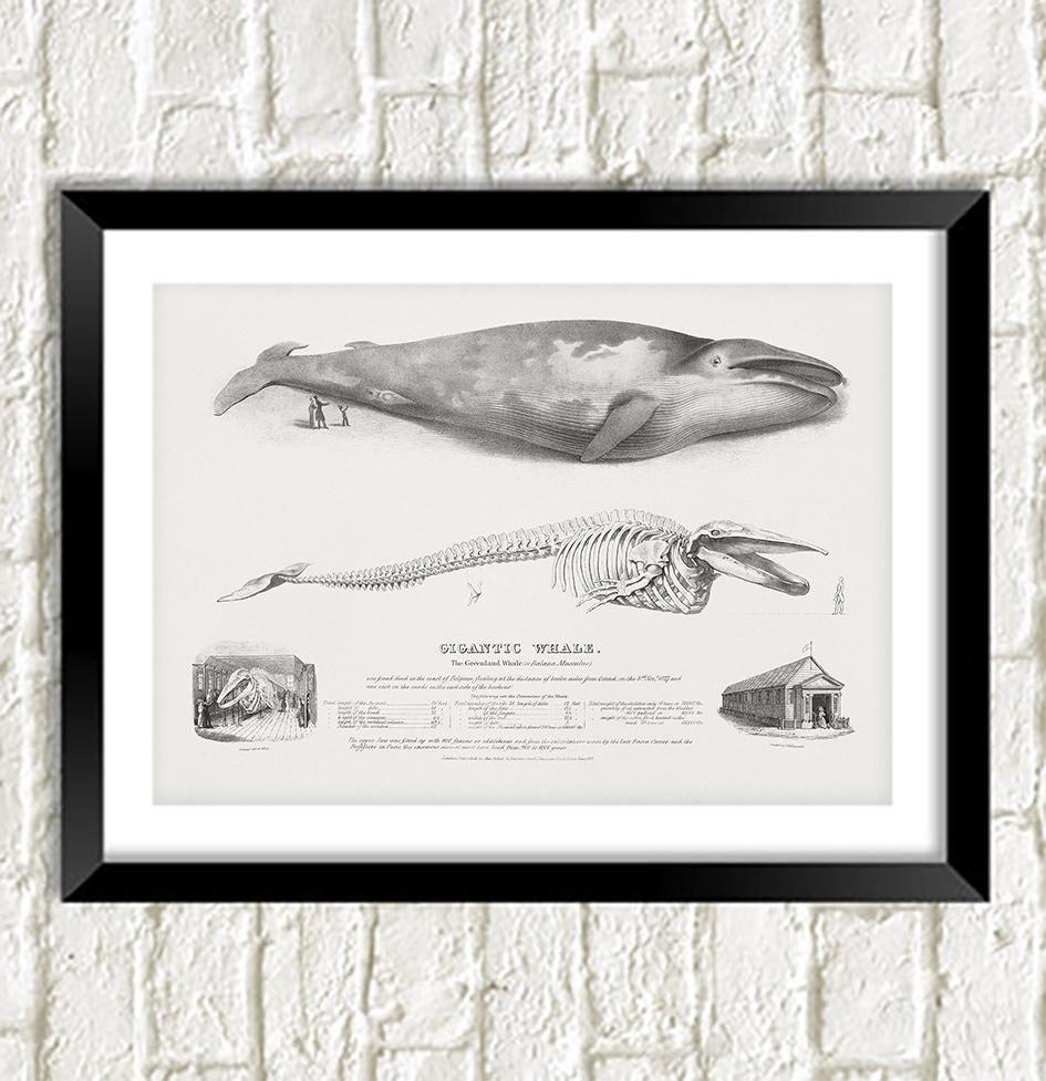 WHALE PRINT: Vintage Humpback and Fin Whales Art - Pimlico Prints