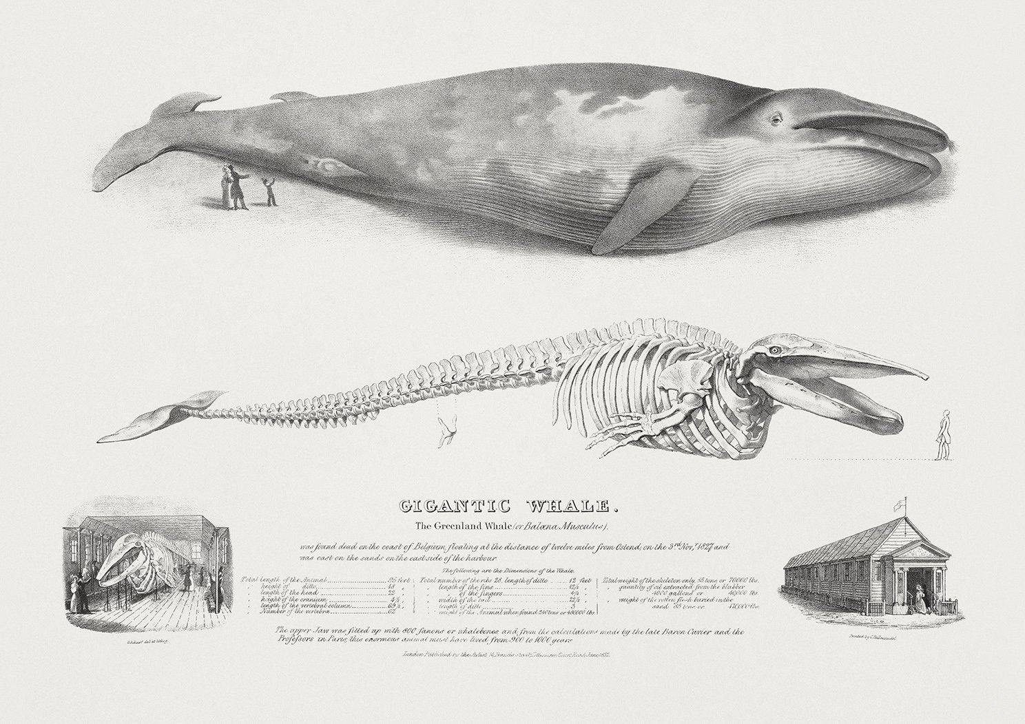 BLUE WHALE PRINT: Vintage Whale Anatomy Art Illustration - Pimlico Prints