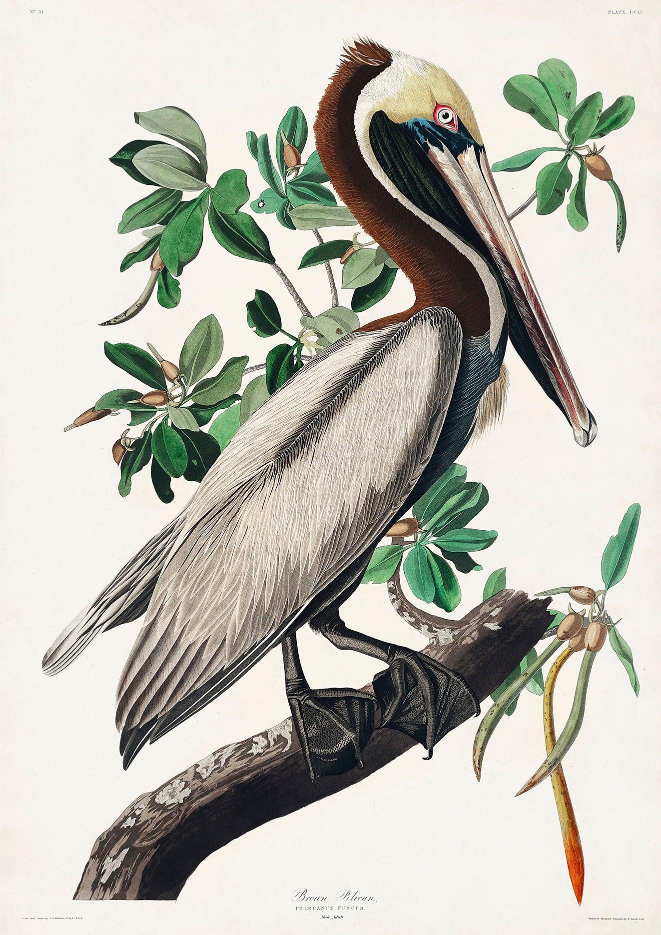 BROWN PELICAN PRINT: Audubon Birds of America Art Illustration - Pimlico Prints