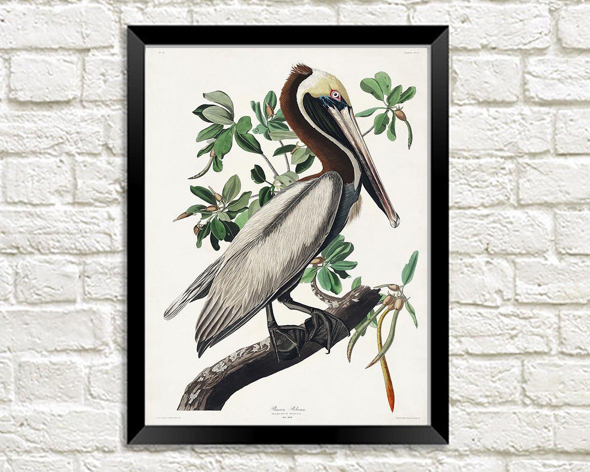BROWN PELICAN PRINT: Audubon Birds of America Art Illustration - Pimlico Prints