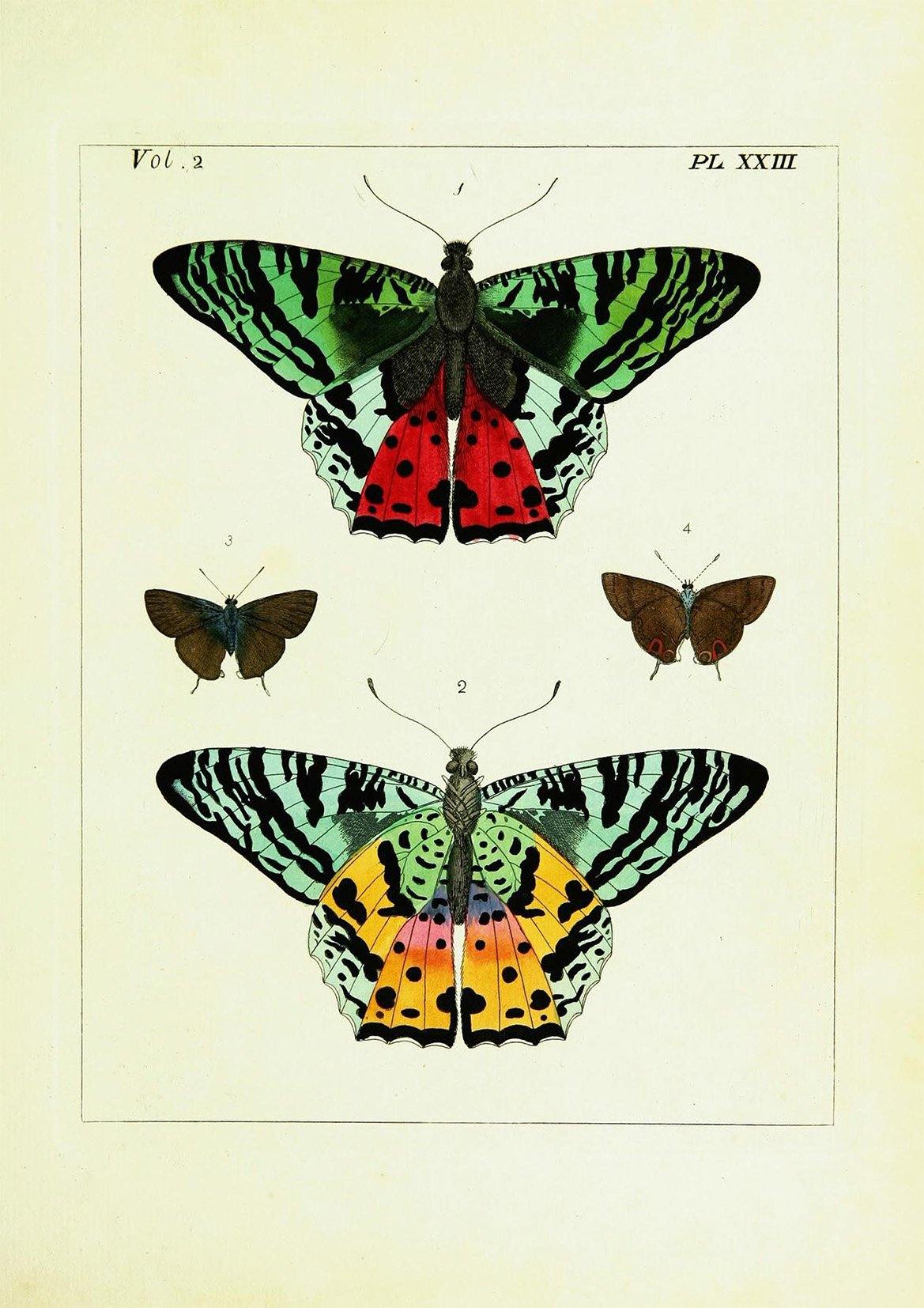 FOUR BUTTERFLIES PRINT: Vintage Butterfly Art Illustration - Pimlico Prints