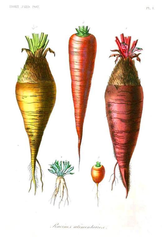 CARROTS PRINT: Vintage Vegetable Art Illustration - Pimlico Prints