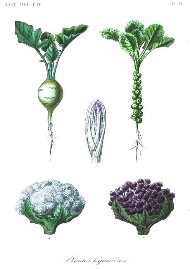 CAULIFLOWER PRINT: Vintage Vegetable Art Illustration - Pimlico Prints
