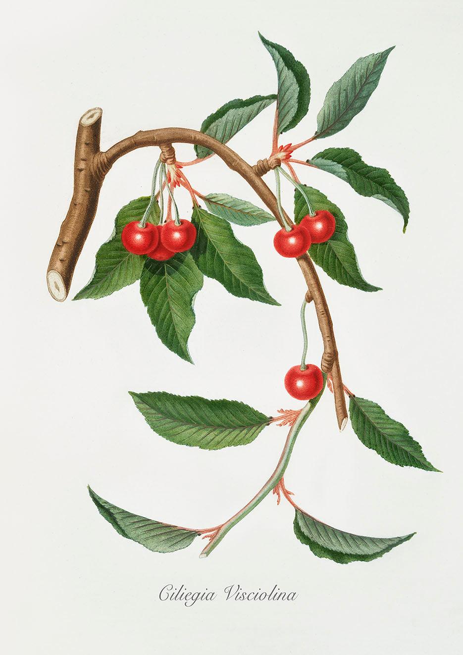 CHERRIES PRINT: Vintage Red Fruit Art Illustration - Pimlico Prints