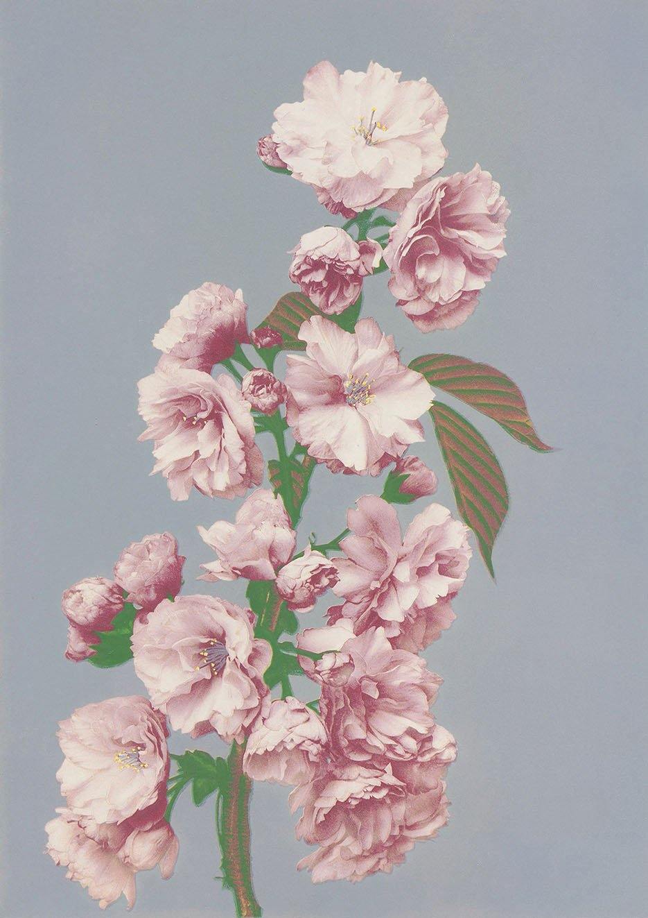 CHERRY BLOSSOM PRINT: Pink Flowers Photo Art - Pimlico Prints