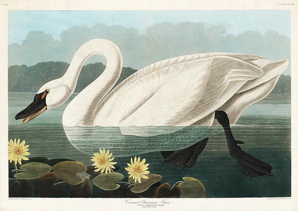 SWAN PRINT: Vintage Audubon Bird Art - Pimlico Prints