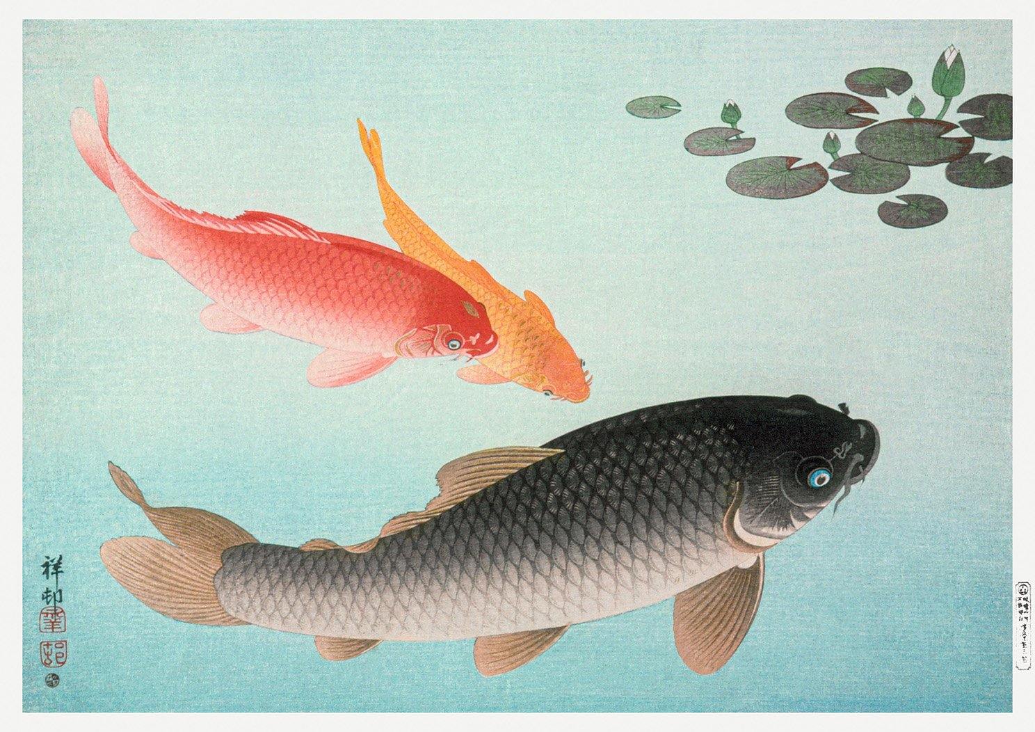 KOI CARP PRINT: Vintage Japanese Fish Illustration by Ohara Koson - Pimlico Prints