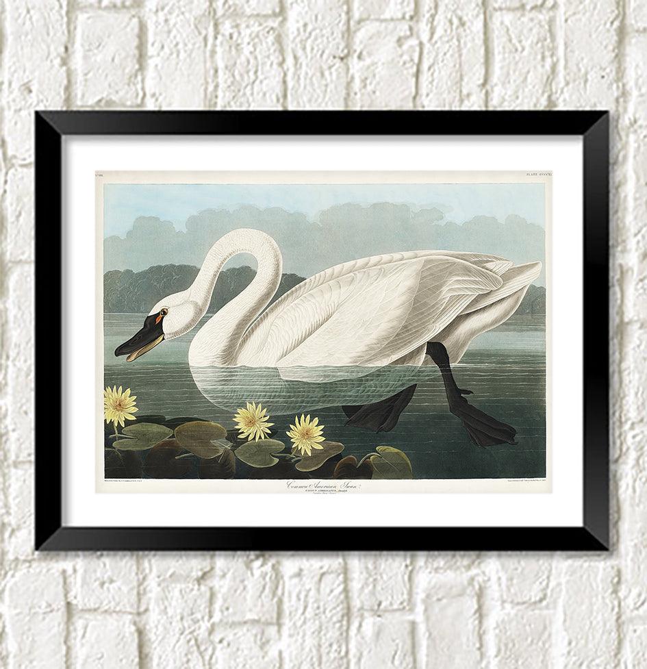 SWAN PRINT: Vintage Audubon Bird Art - Pimlico Prints