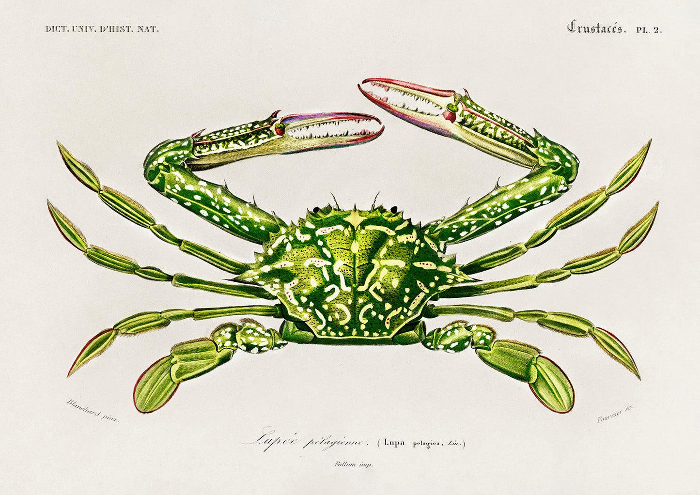 CRAB PRINT: Vintage Crustacean Illustration - Pimlico Prints