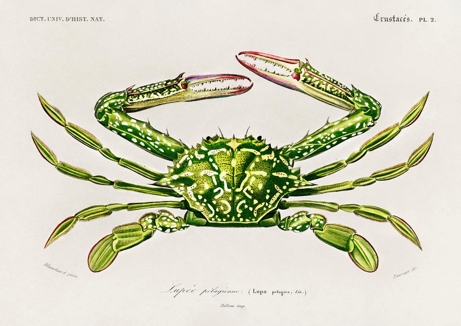 CRAB PRINT: Vintage Crustacean Illustration - Pimlico Prints