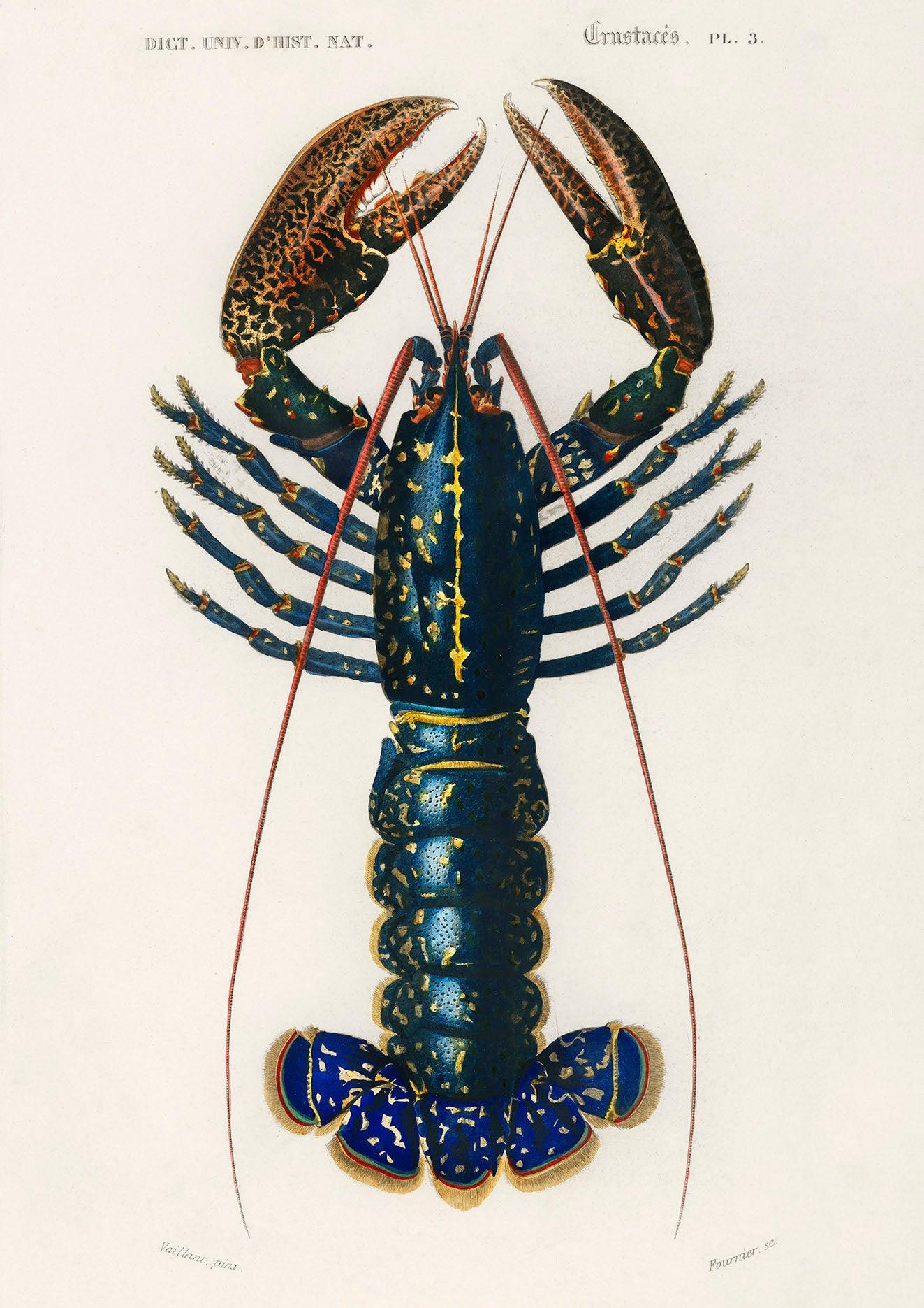 CRAWFISH PRINT: Vintage Lobster Illustration - Pimlico Prints