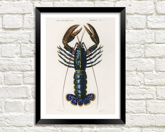 CRAWFISH PRINT: Vintage Lobster Illustration - Pimlico Prints