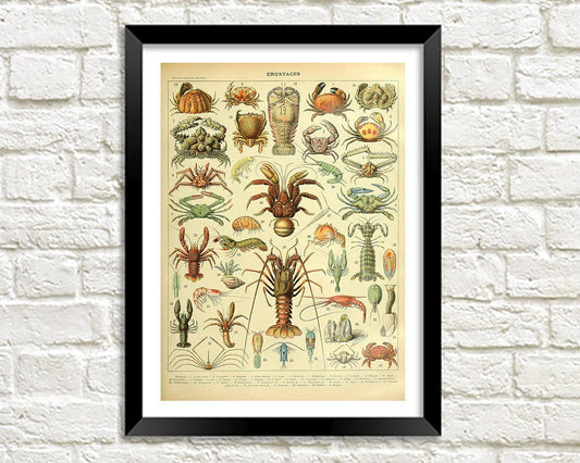 VINTAGE CRUSTACEANS POSTER: French Crab, Shrimp and Lobster Art Print - Pimlico Prints