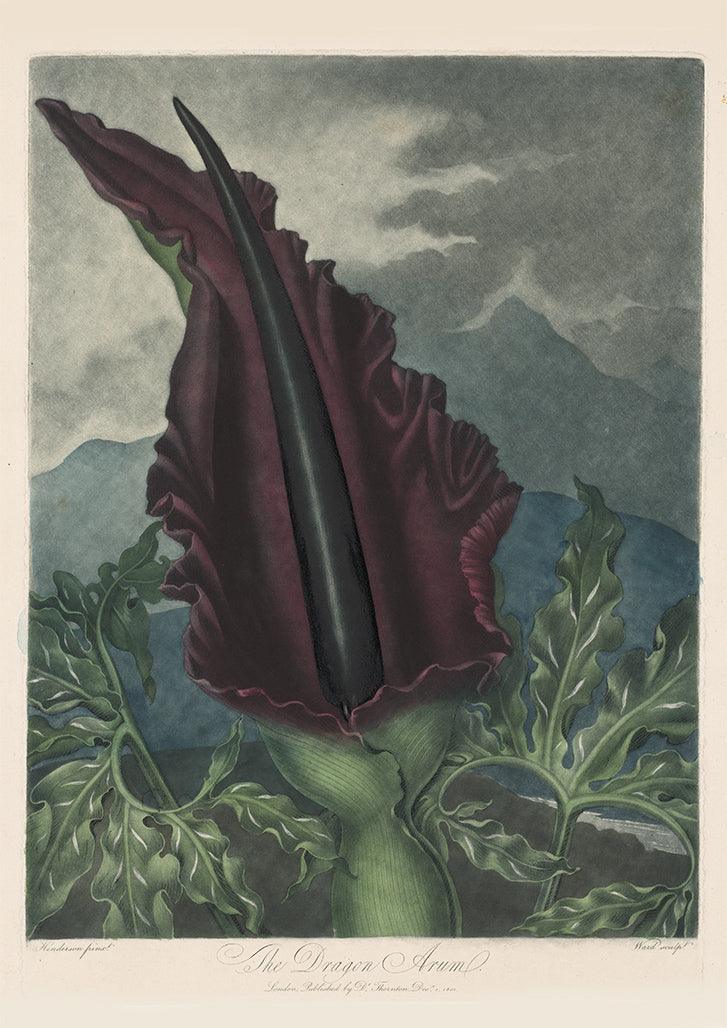 DRAGON ARUM FLOWER PRINT: Robert Thornton Art - Pimlico Prints