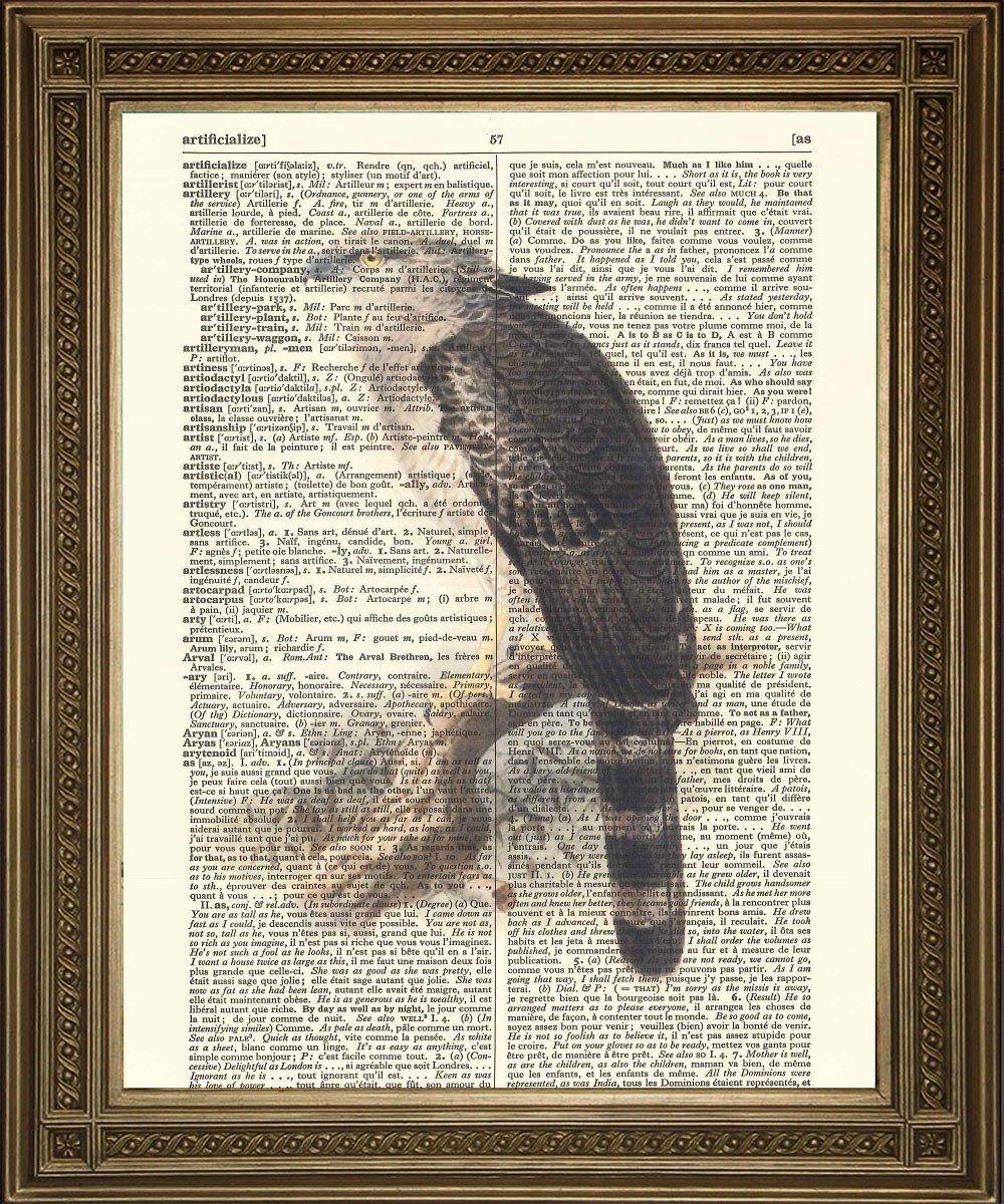 BALD EAGLE: Bird of Prey Dictionary Art Print - Pimlico Prints