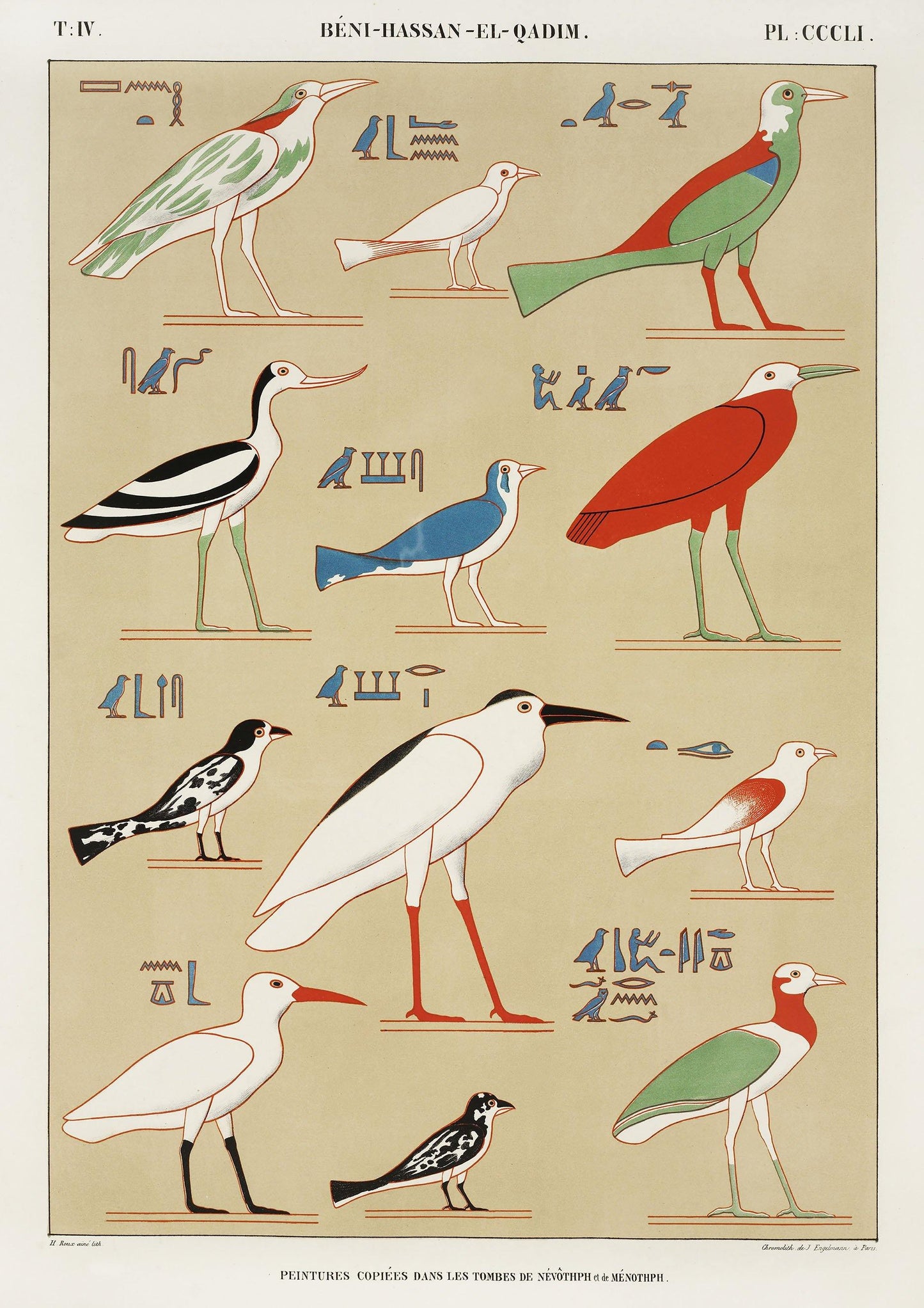 EGYPTIAN BIRDS PRINTS: Vintage Bird Types Art Illustrations - Pimlico Prints