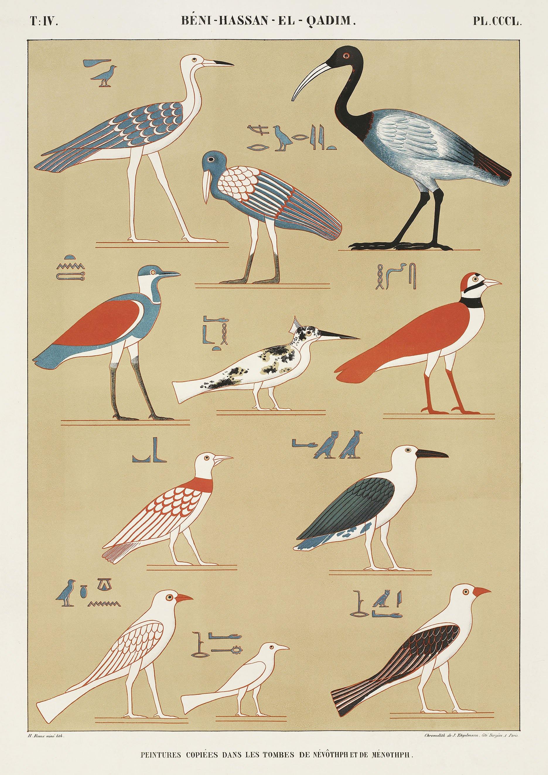 EGYPTIAN BIRDS PRINTS: Vintage Bird Types Art Illustrations - Pimlico Prints