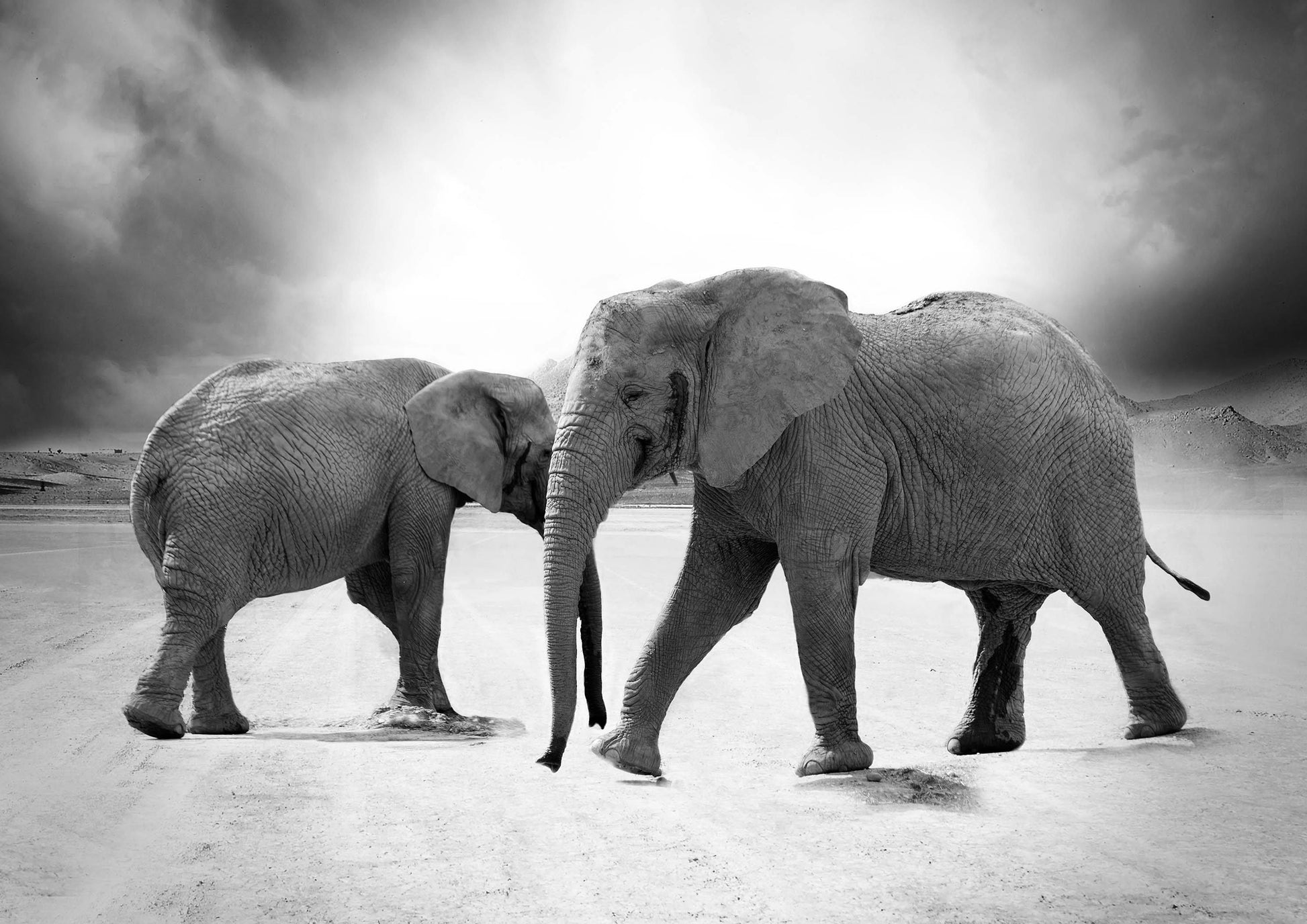 ELEPHANTS: Black and White Photography Print - Pimlico Prints