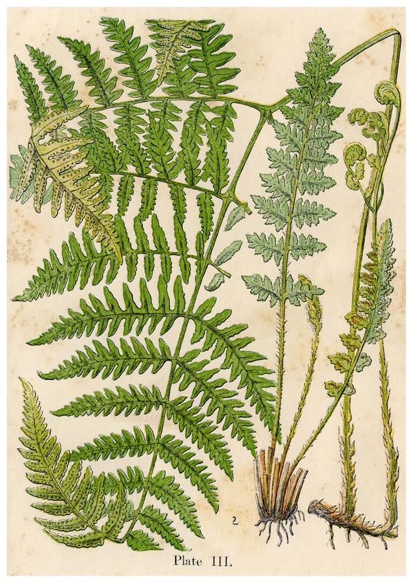 FERN PLANT PRINT: Vintage Botany Art Illustration - Pimlico Prints