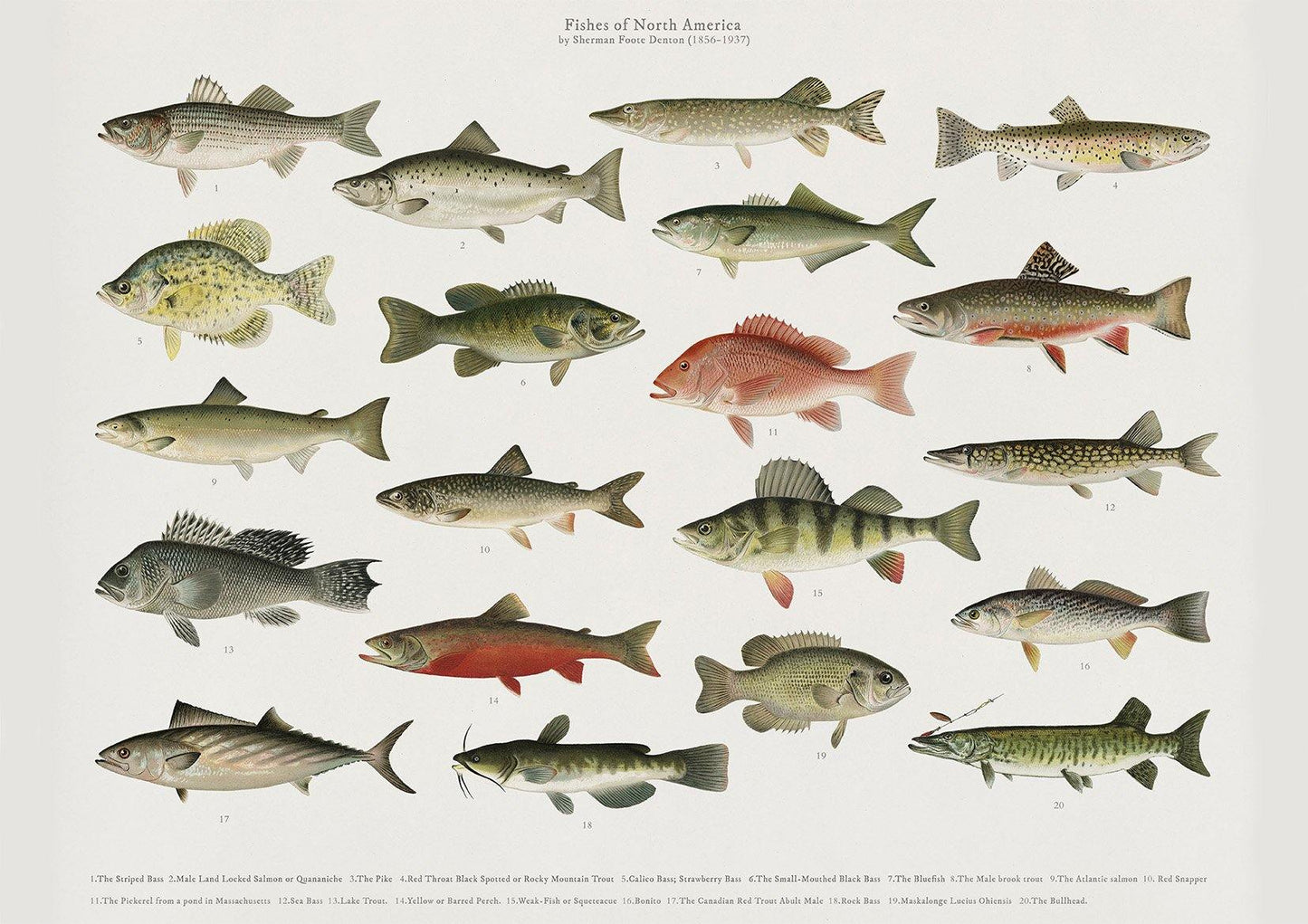 FISH POSTER: Fishes of North America Art Print - Pimlico Prints