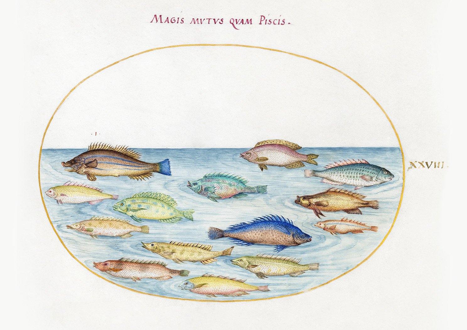 FISH PRINT: Magis Piscus Latin Art Print - Pimlico Prints