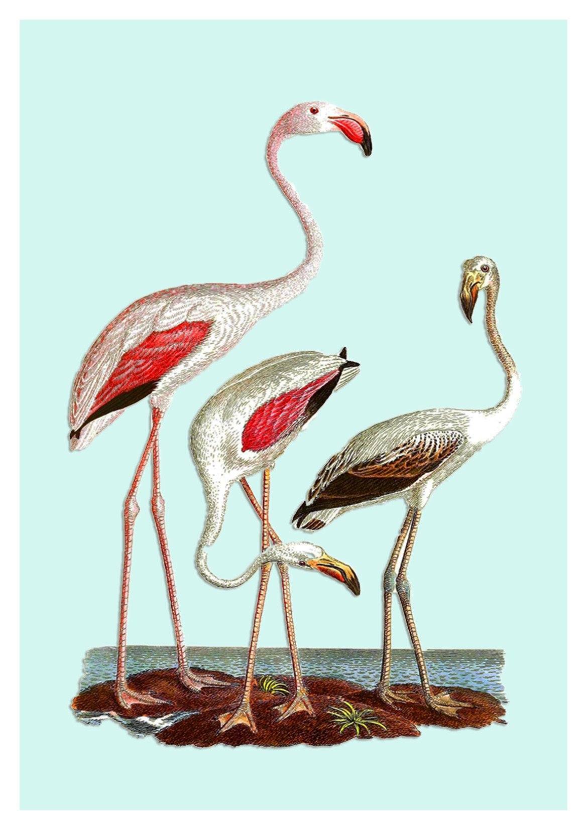 FLAMINGOS ART PRINT: Vintage Bird Art Illustration - Pimlico Prints