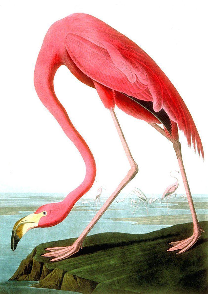 PINK FLAMINGO PRINT: Vintage Audubon Bird Art - Pimlico Prints