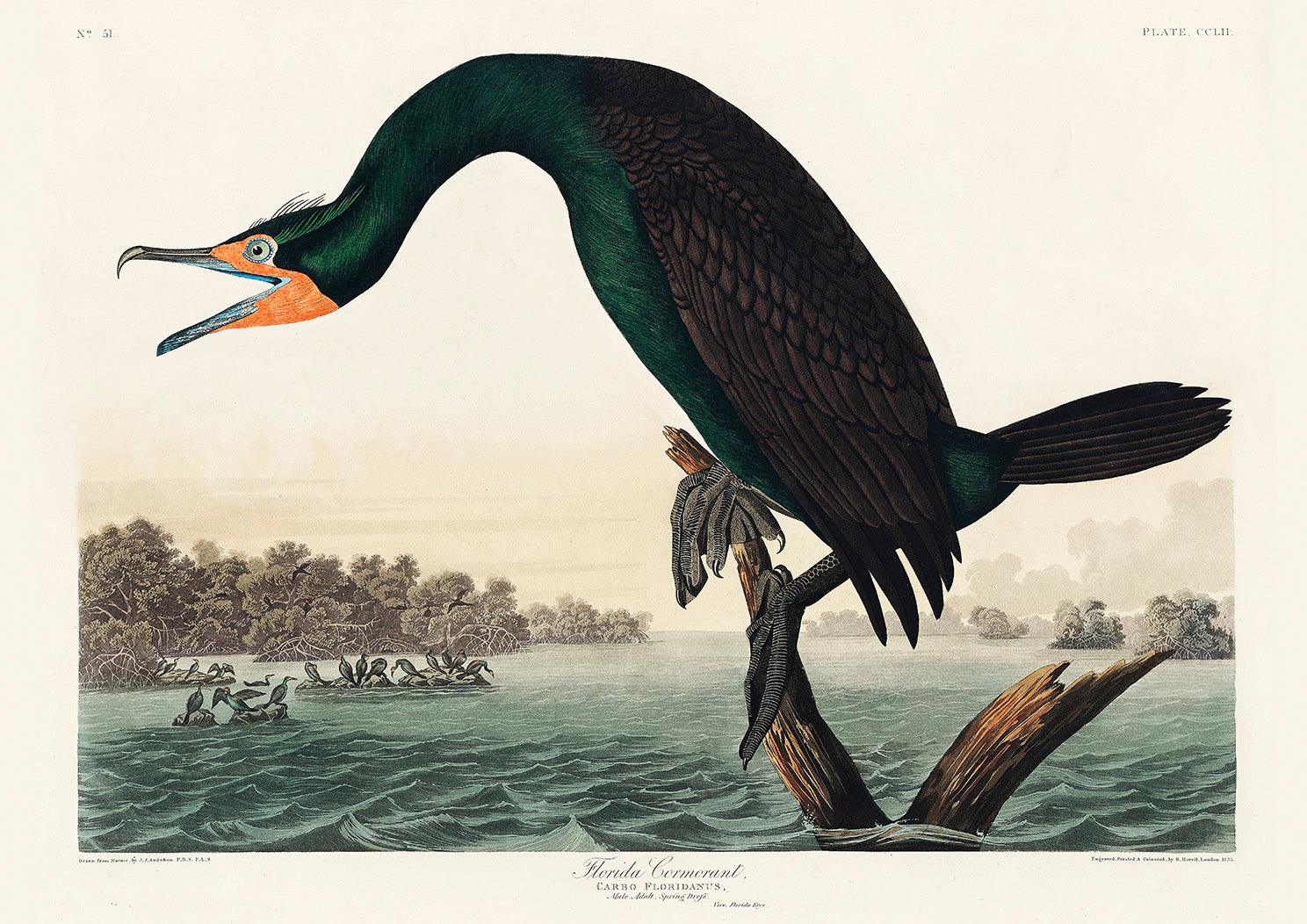 FLORIDA CORMORANT PRINT: Audubon Birds of America Art Illustration - Pimlico Prints