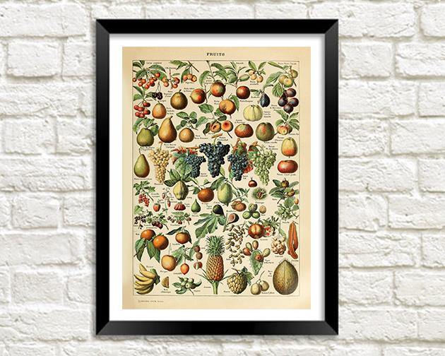 FRUITS ART PRINT: Vintage Fruit Illustration – Pimlico Prints