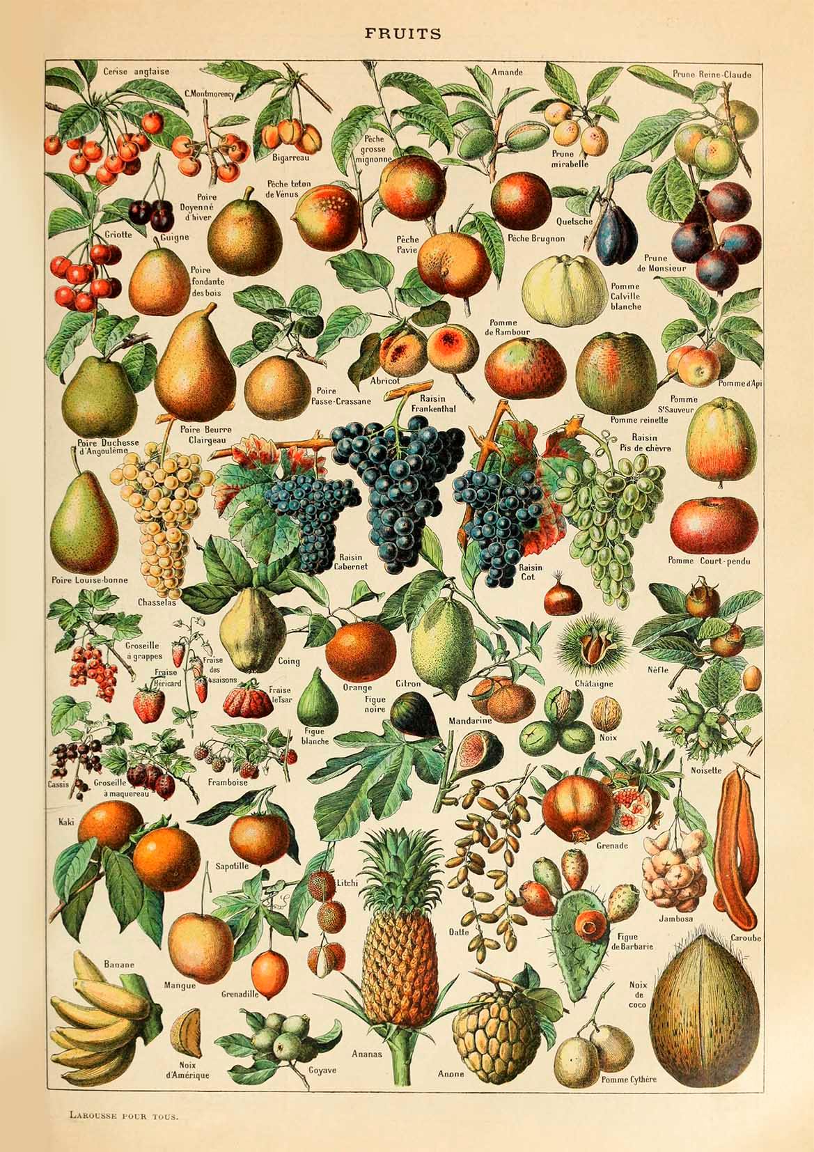 FRUITS ART PRINT: Vintage Fruit Illustration - Pimlico Prints