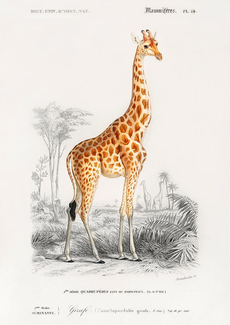 GIRAFFE POSTER: Vinatge Animal Art Print - Pimlico Prints