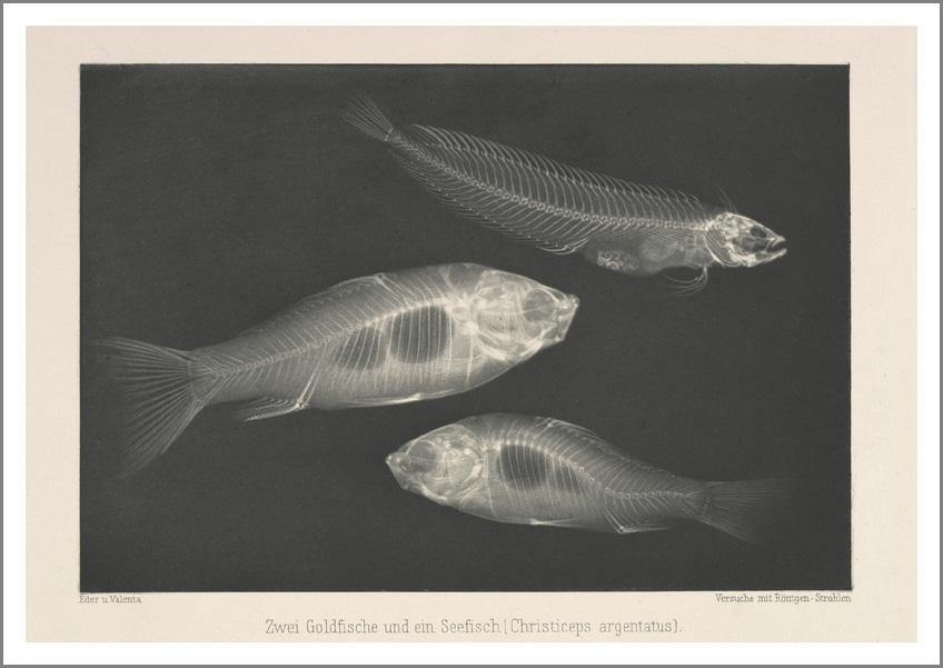 GOLDFISH: Vintage Fish Art Print - Pimlico Prints