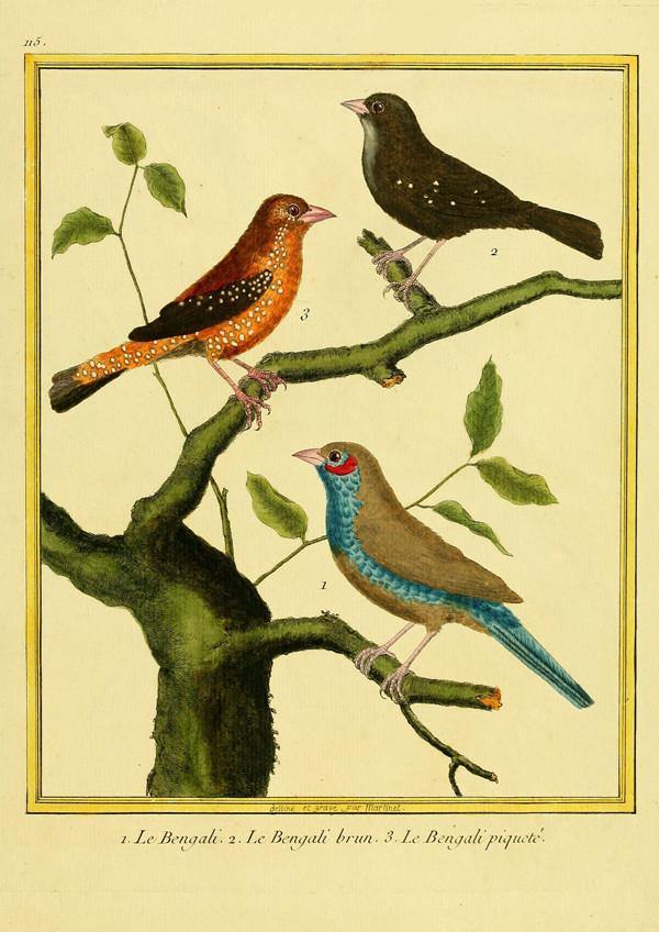 BIRDS PRINT: Vintage Oiseaux Gravures Art - Pimlico Prints