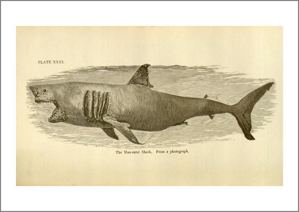 GREAT WHITE SHARK PRINT: Vintage Art Illustration - Pimlico Prints
