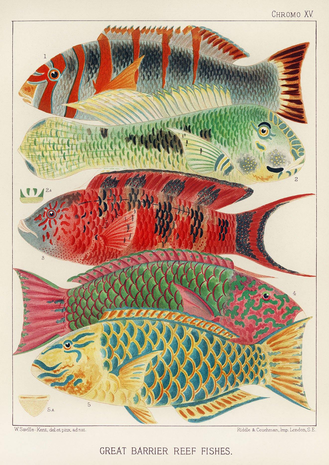 FISH PRINT: Great Barrier Reef Fishes by William Saville-Kent - Pimlico Prints