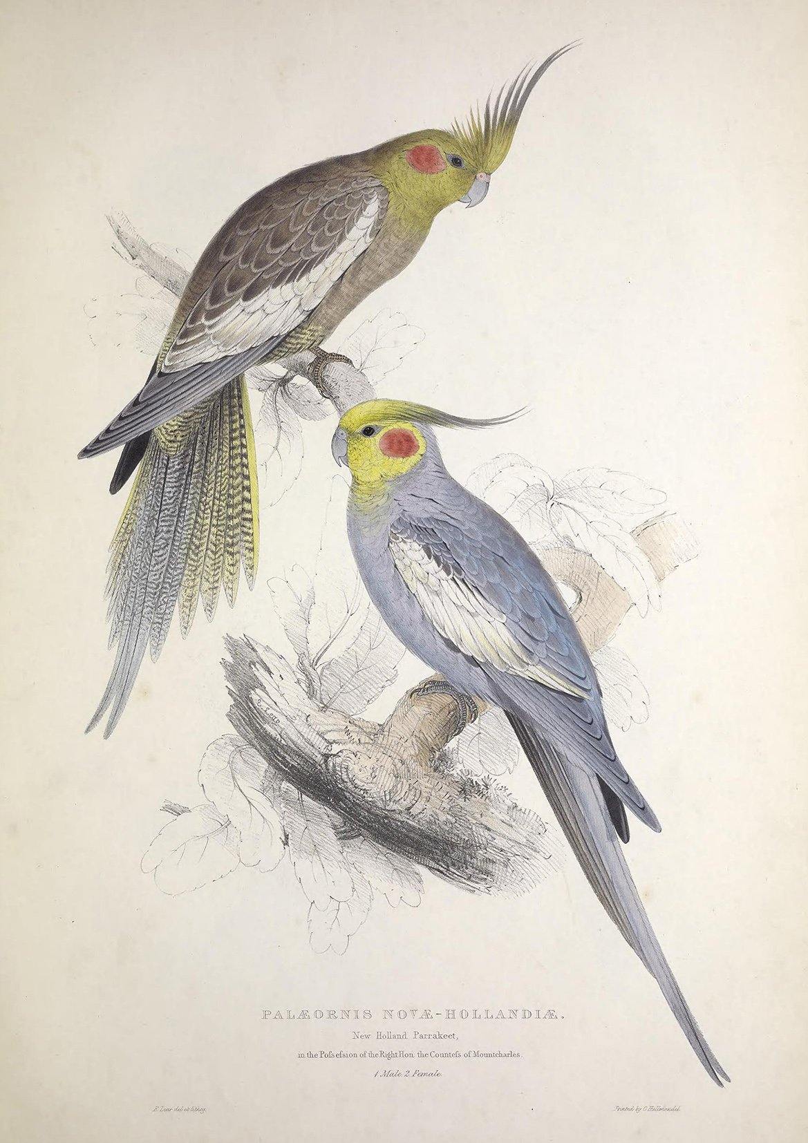 PARROT AND PARAKEET PRINTS: Vintage Bird Art Illustrations - Pimlico Prints