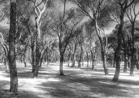 ORCHARD PHOTOGRAPH: Grove of Trees Photo Art Poster - Pimlico Prints