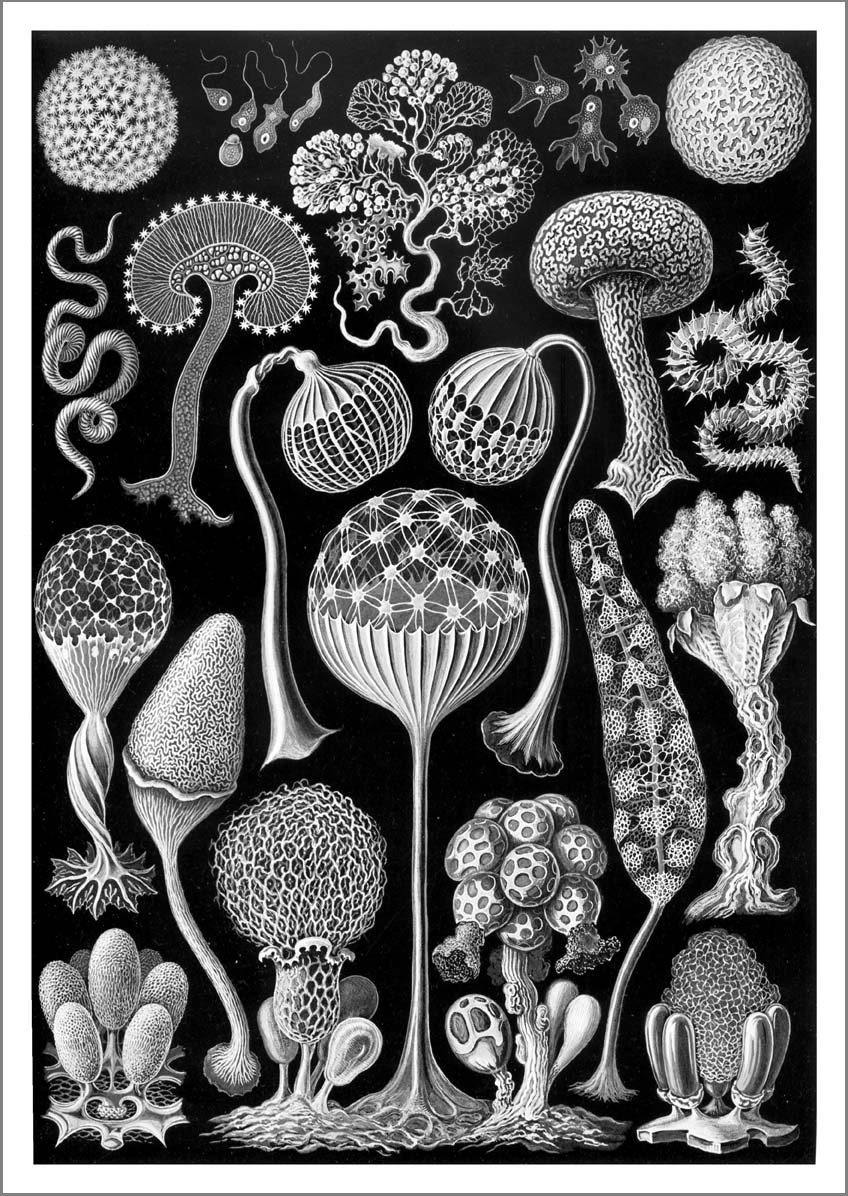 MYCETOZOA PRINT: Vintage Artforms of Nature by Ernst Haeckel - Pimlico Prints