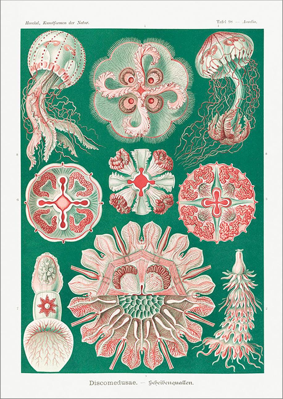 JELLYFISH PRINT: Vintage Artforms of Nature by Ernst Haeckel - Pimlico Prints