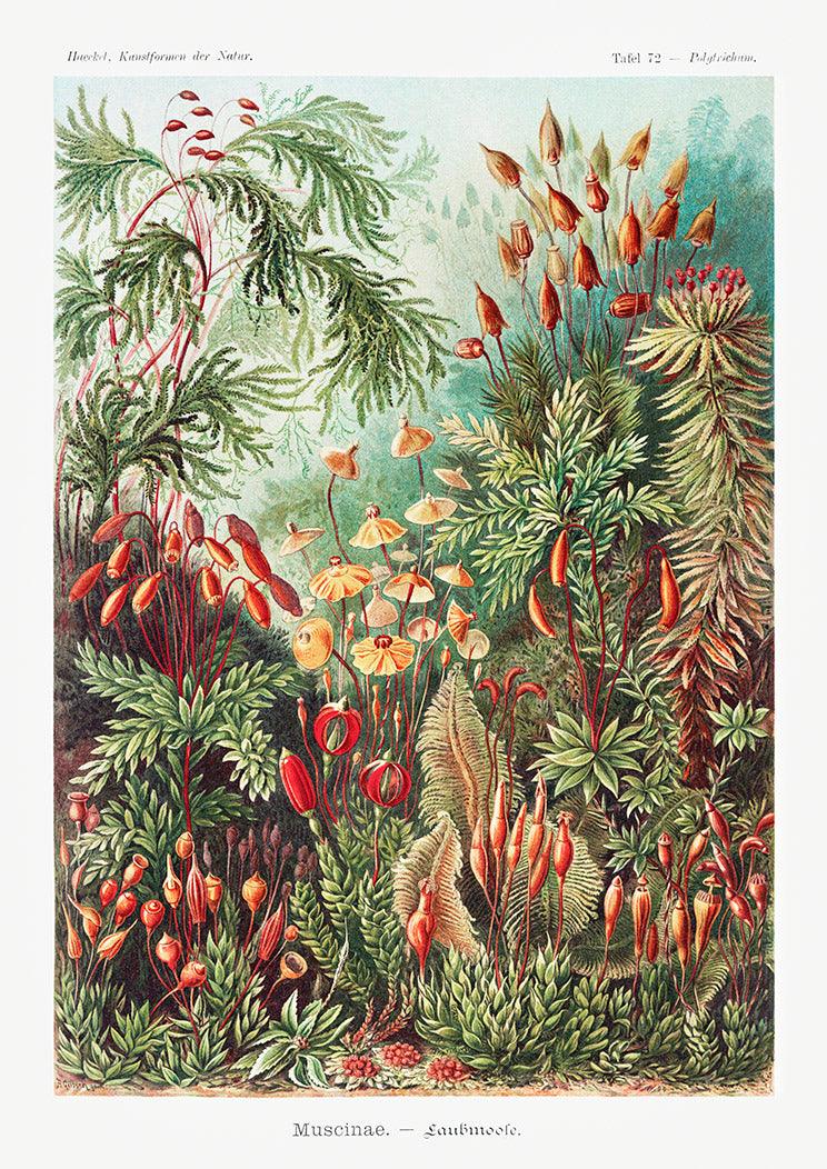 MOSSES POSTER: Vintage Muscinae Art Print by Haeckel - Pimlico Prints