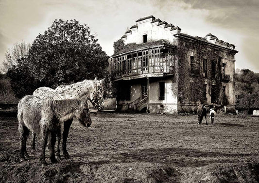 EQUINE PHOTOGRAPH: Horses of Asturias Photo Poster - Pimlico Prints