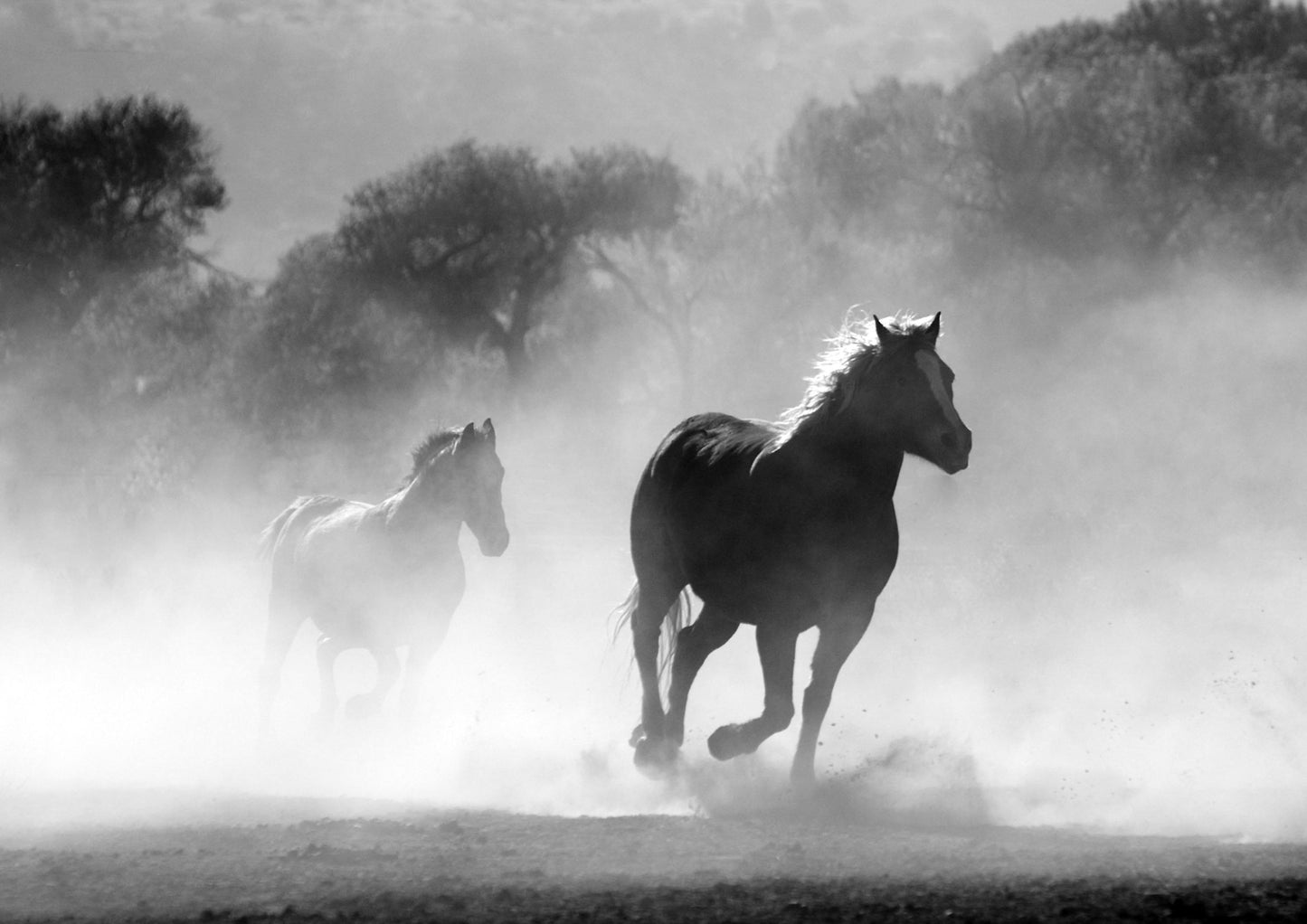 HORSES: Black and White Photography Print - Pimlico Prints