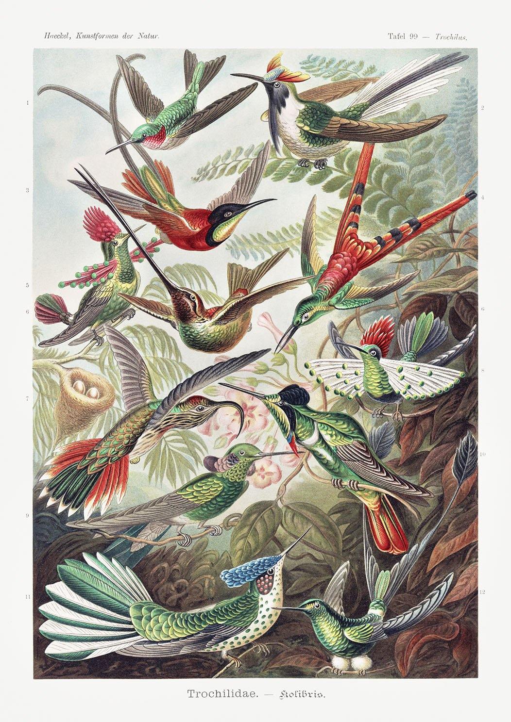 HUMMINGBIRDS POSTER: Vintage Birds Art Print by Haeckel - Pimlico Prints