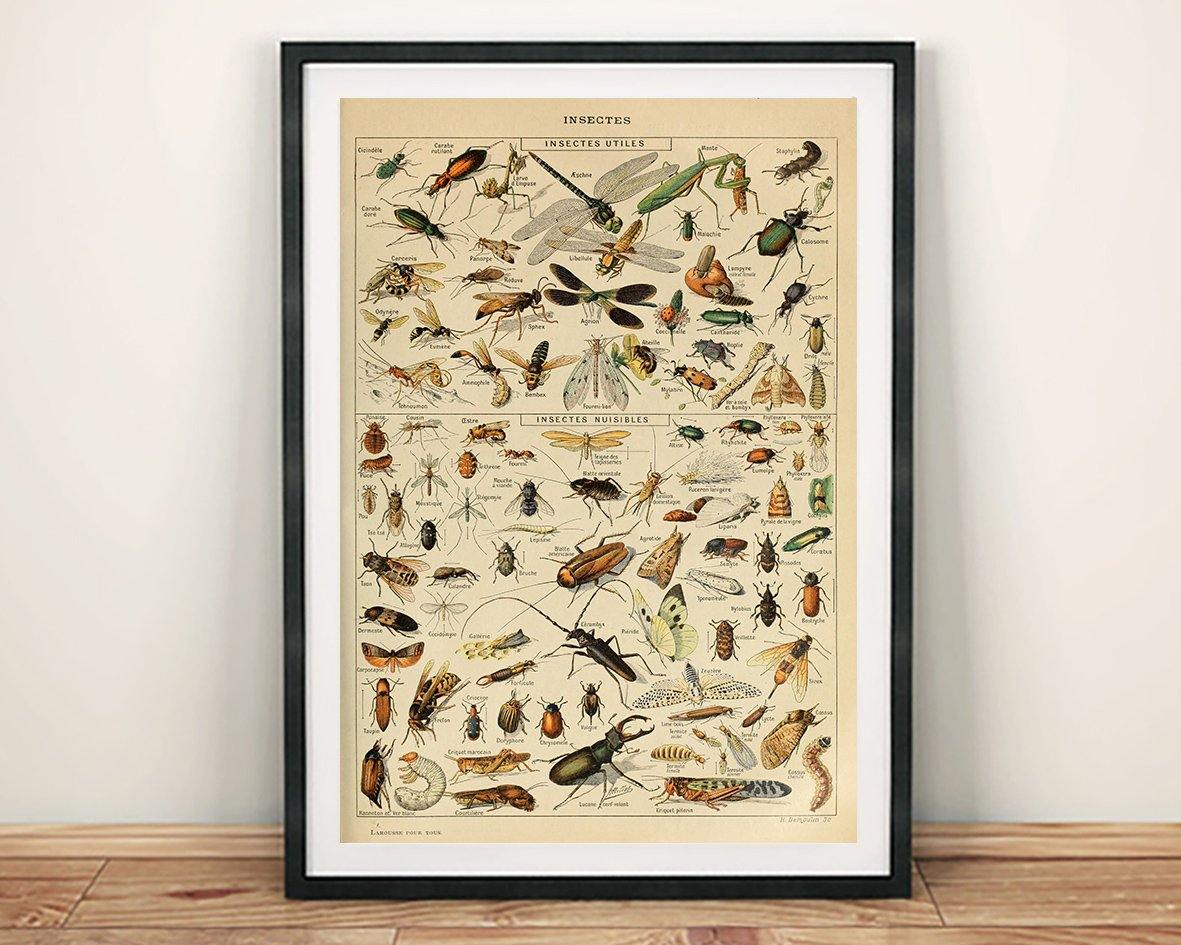 VINTAGE INSECTS POSTER: French Art Print by Millot - Pimlico Prints