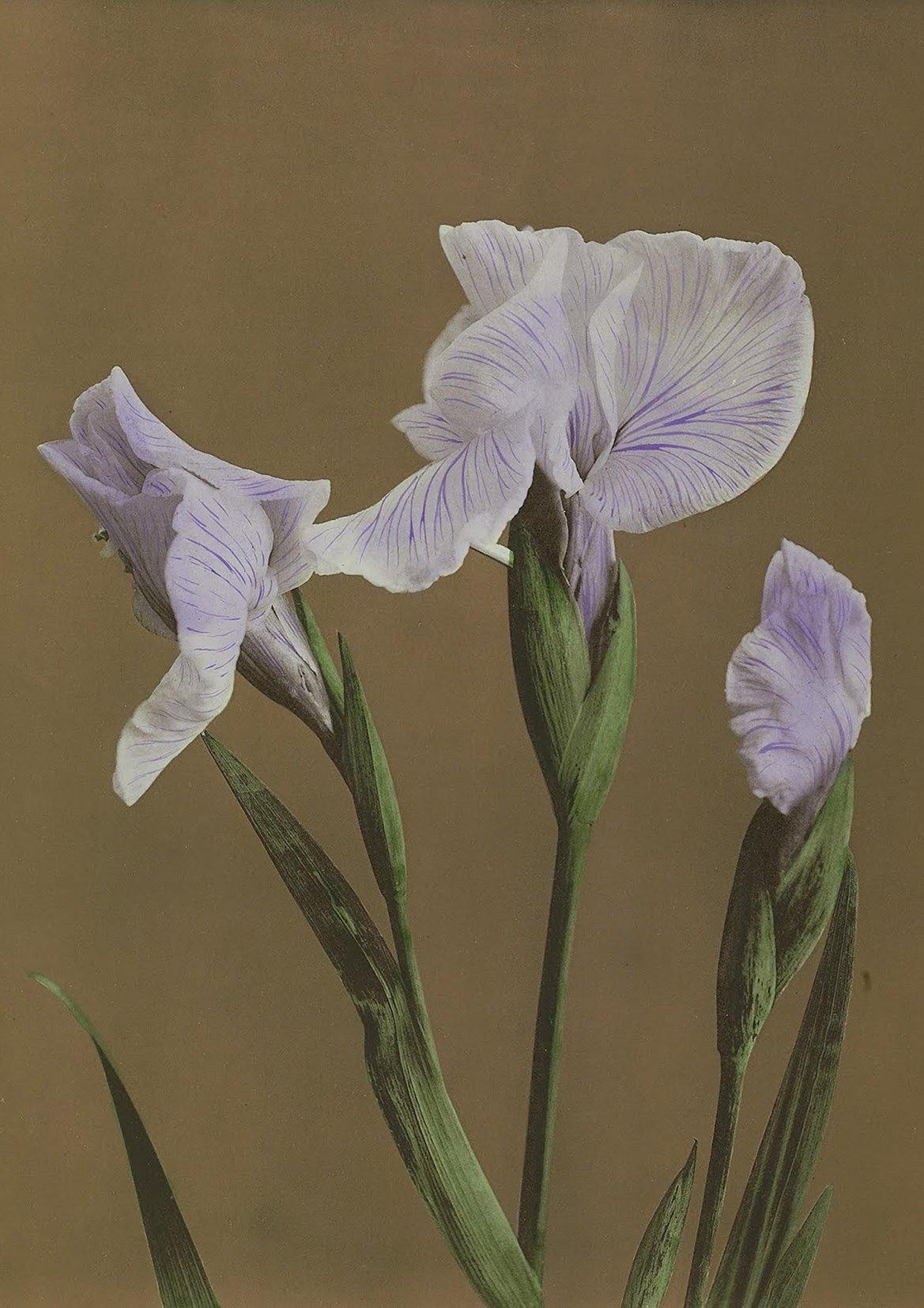 JAPANESE IRIS PRINT: Vintage Flower Art by Kazumasa - Pimlico Prints