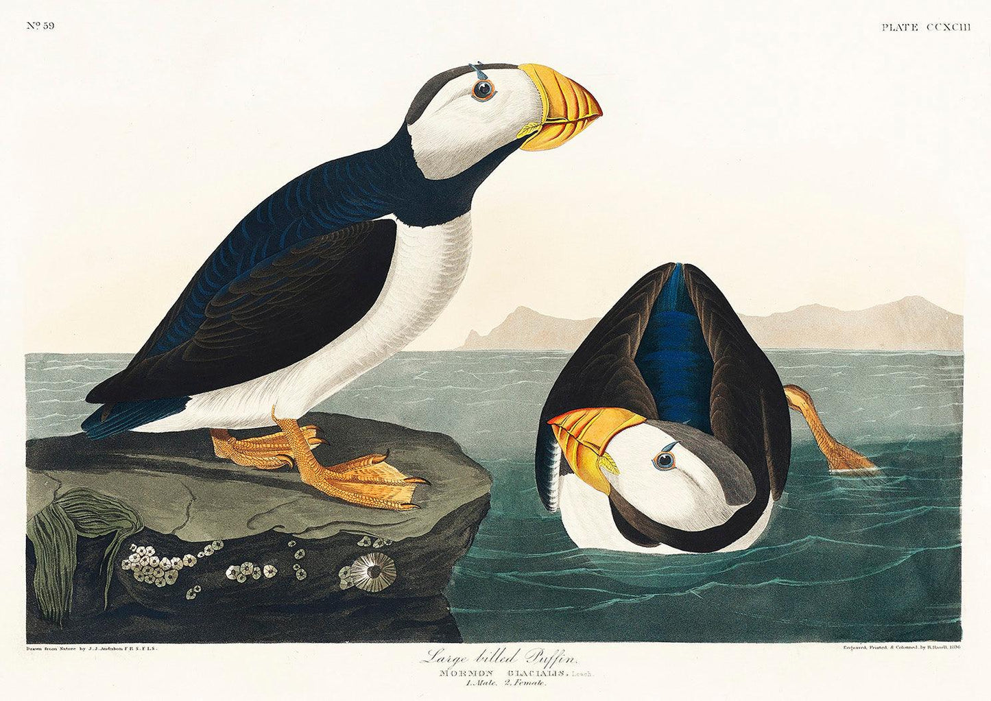 LARGE PUFFIN PRINT: Vintage Audubon Bird Art - Pimlico Prints